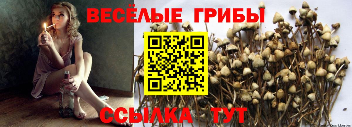 Галлюциногенные грибы мицелий  Псилоцибиновые грибы Psilocybe  Нововоронеж  Вход с VPN 